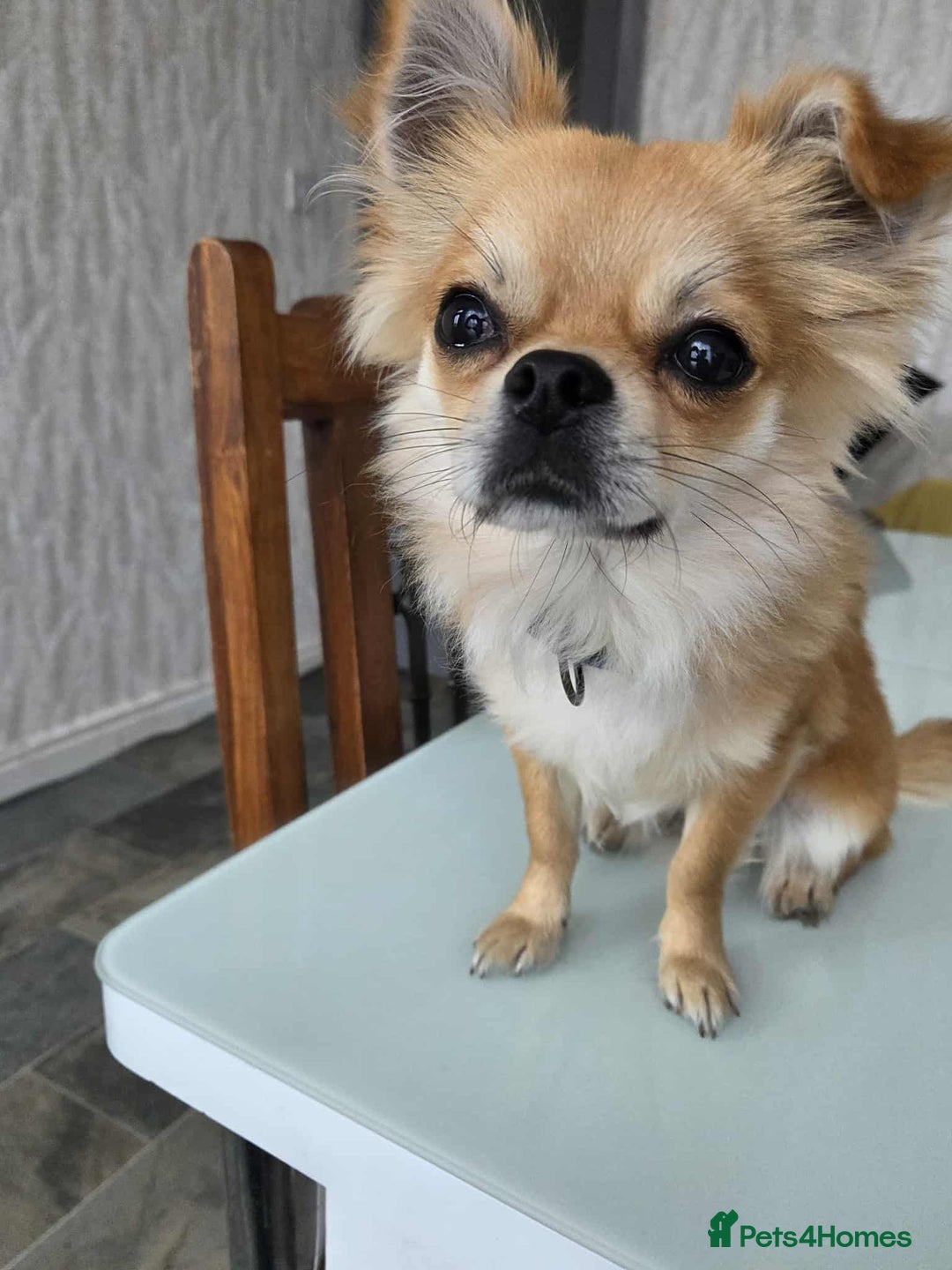 Chihuahua dogs for sale: Chihuahua 1 year old - Image 1