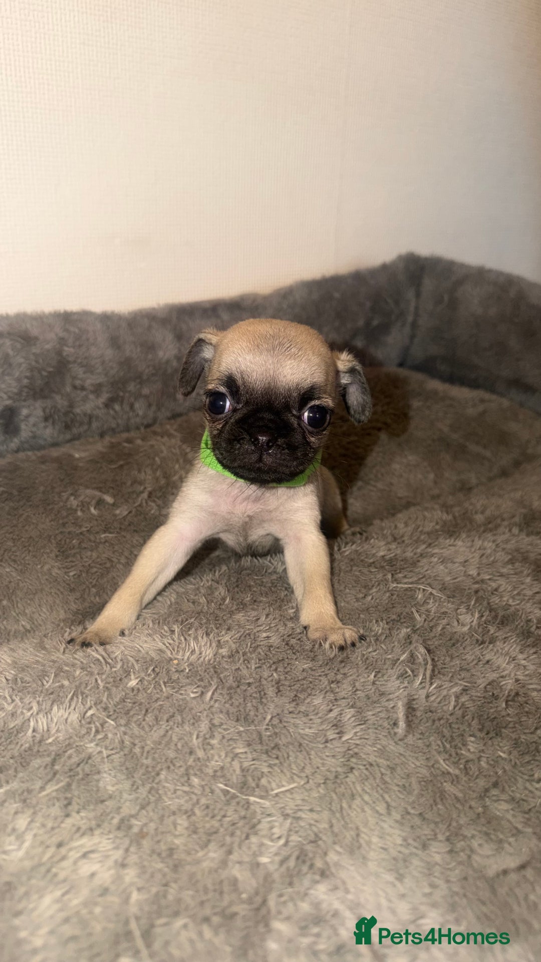 Pug dogs for sale: Beautiful Litter of 6 Pug Puppies, Rare Colours  - Advert 6