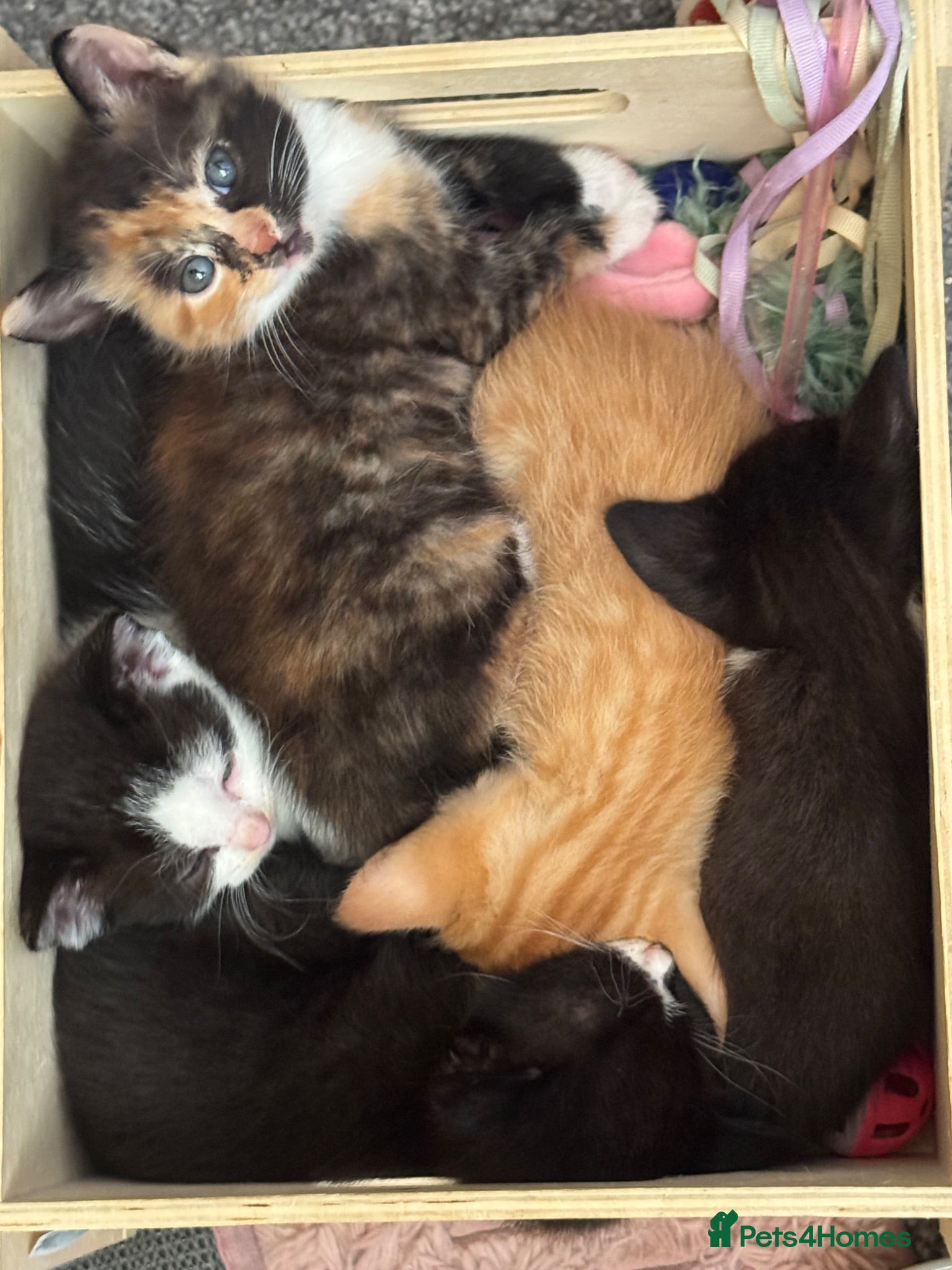 Mixed Breed cats Kittens for sale  - Advert 21