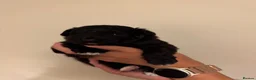 Mixed Breed dogs for sale: Pomapoo puppy  - Advert 6