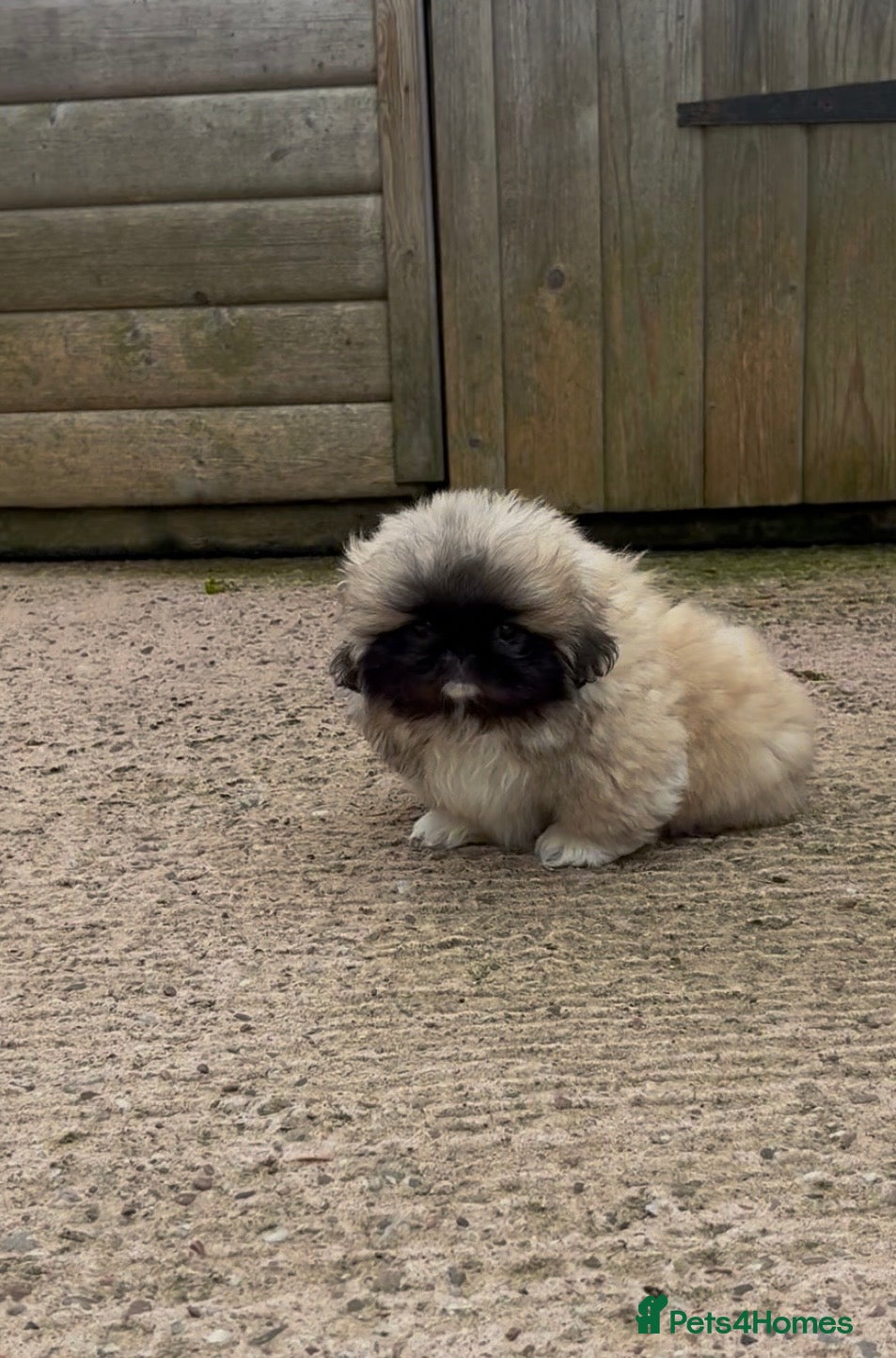 Pekingese dogs One girl left. KC Registered Pekingese Puppies - Advert 1