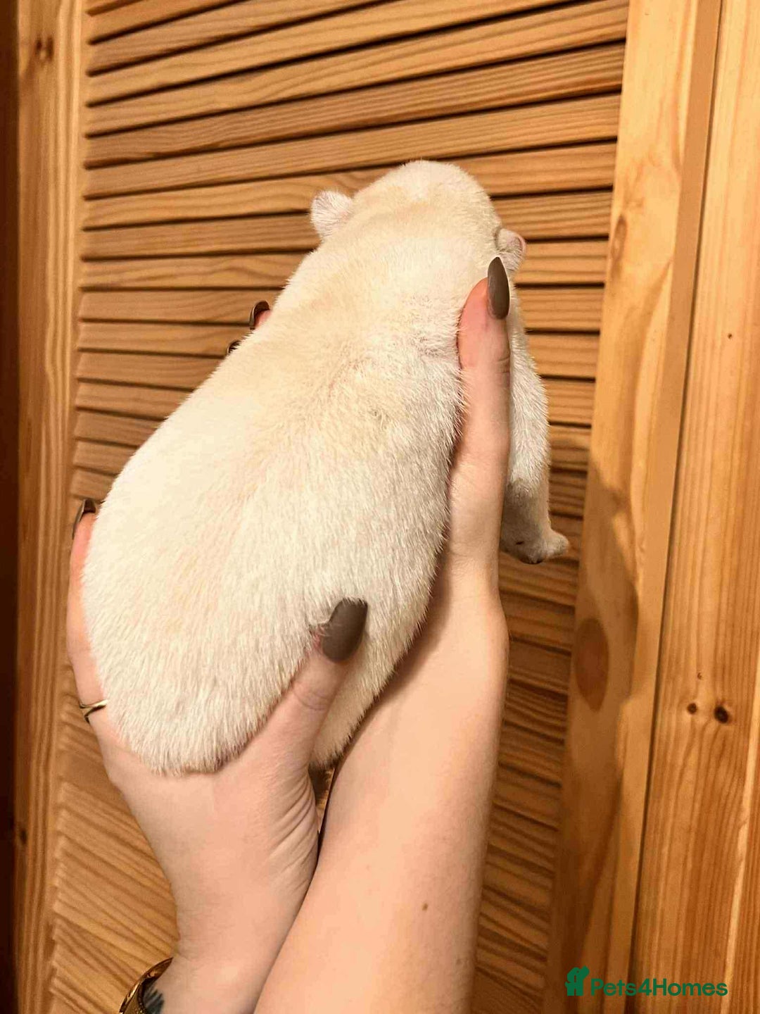 Siberian Husky dogs for sale: Siberian Husky Puppies - Advert 9