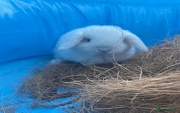 Dwarf Lop rabbits for sale: Cute little rabbits for sale - Image 4