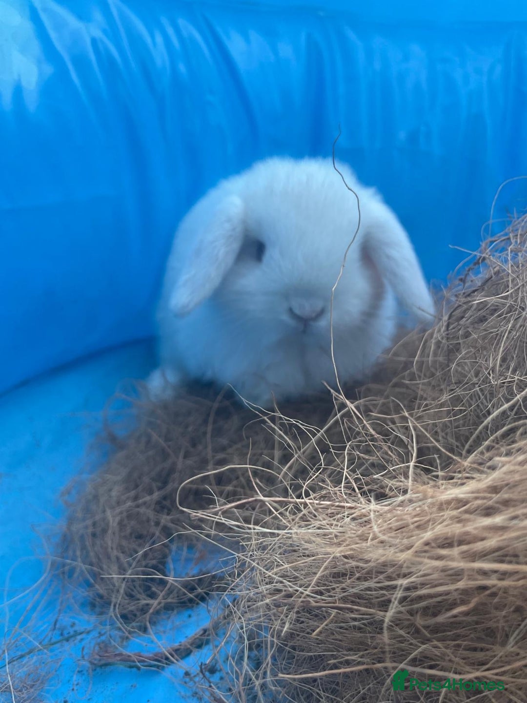 Dwarf Lop rabbits for sale: Cute little rabbits for sale - Image 4