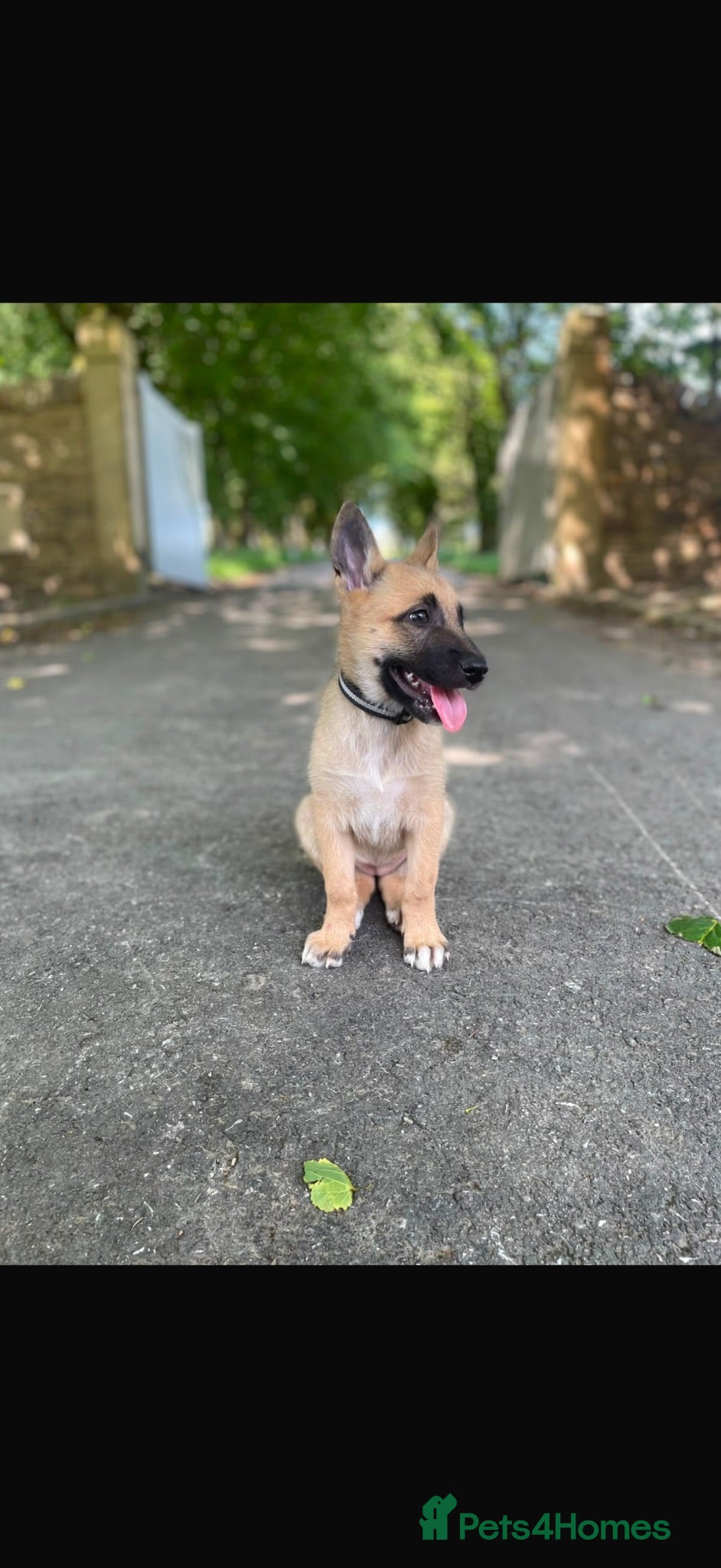 Belgian Shepherd Dog dogs Belgian Shepherd (Girl) Narla - Advert 9
