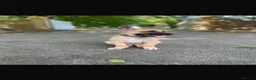 Belgian Shepherd Dog dogs for sale: Belgian Shepherd (Girl) Narla - Advert 1