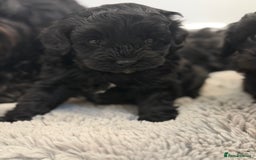 Yorkiepoo dogs for sale: Toy Yorkiepoo F1b - Image 5