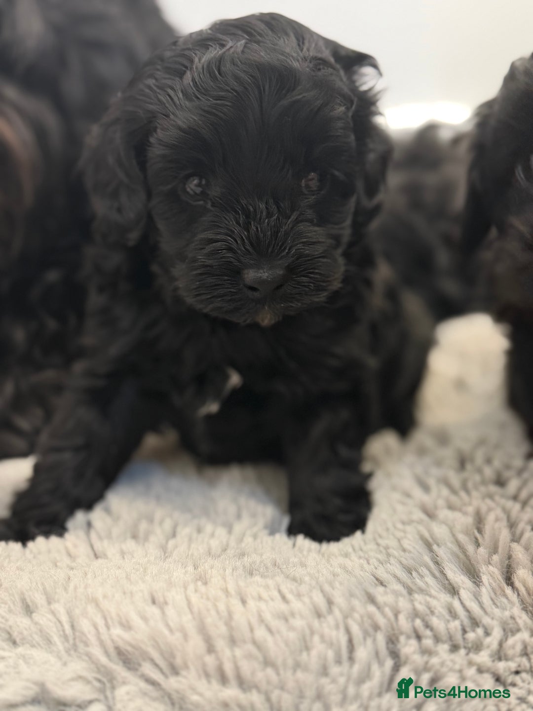 Yorkiepoo dogs for sale: Toy Yorkiepoo F1b - Image 5