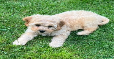 Cavapoo dogs - Advert 16