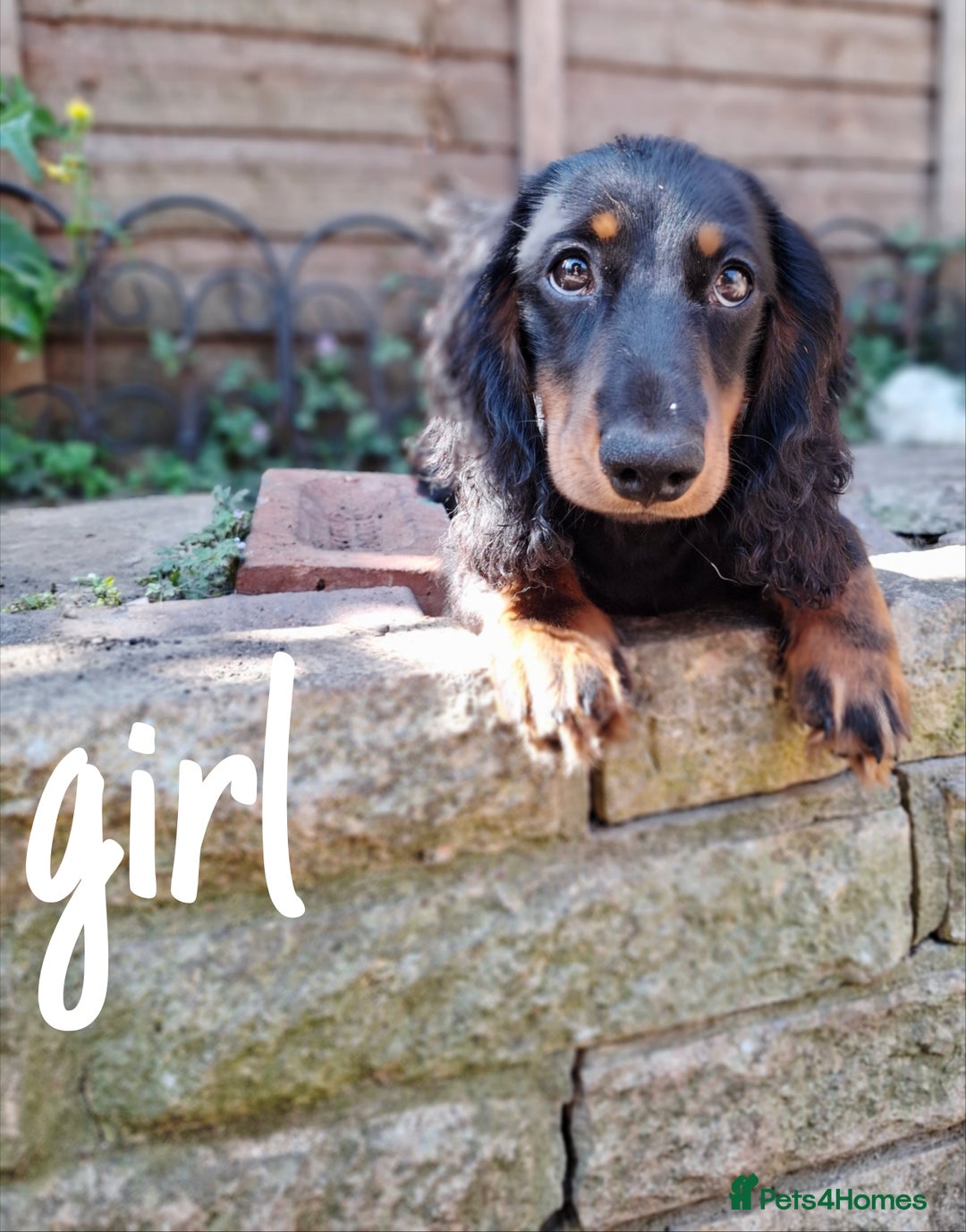 Miniature Dachshund dogs for sale:  KC Line Mini long hair girl – Adorable £1400 in Stafford - Image 12