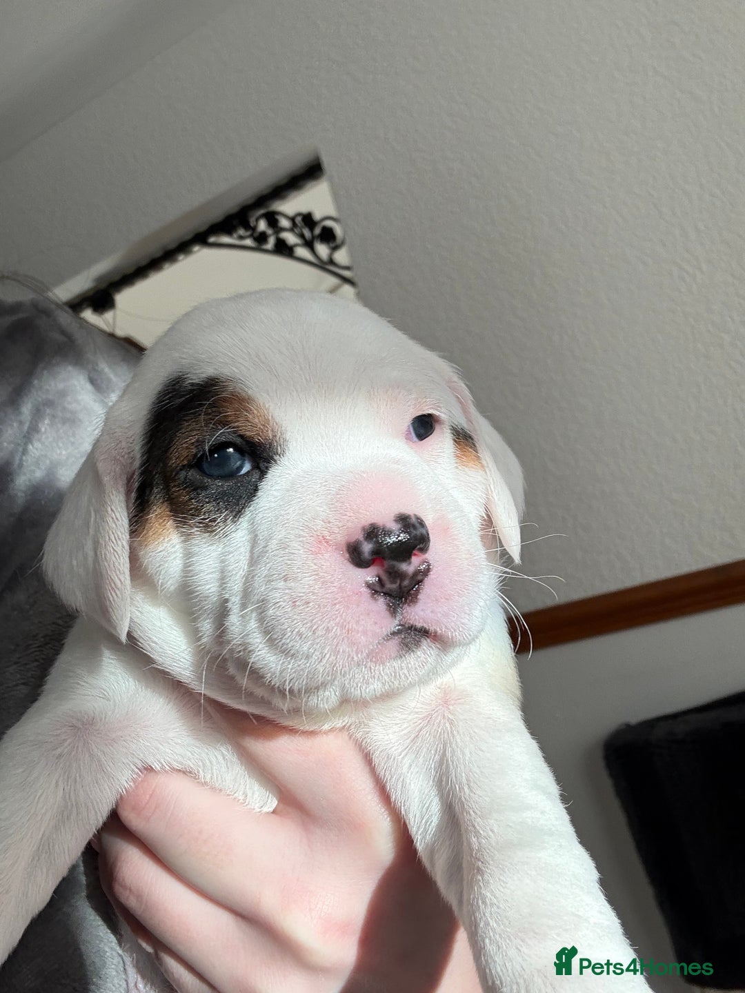 Mixed Breed dogs for sale: Beagle x Parson Russell Terrier Puppies - Advert 3