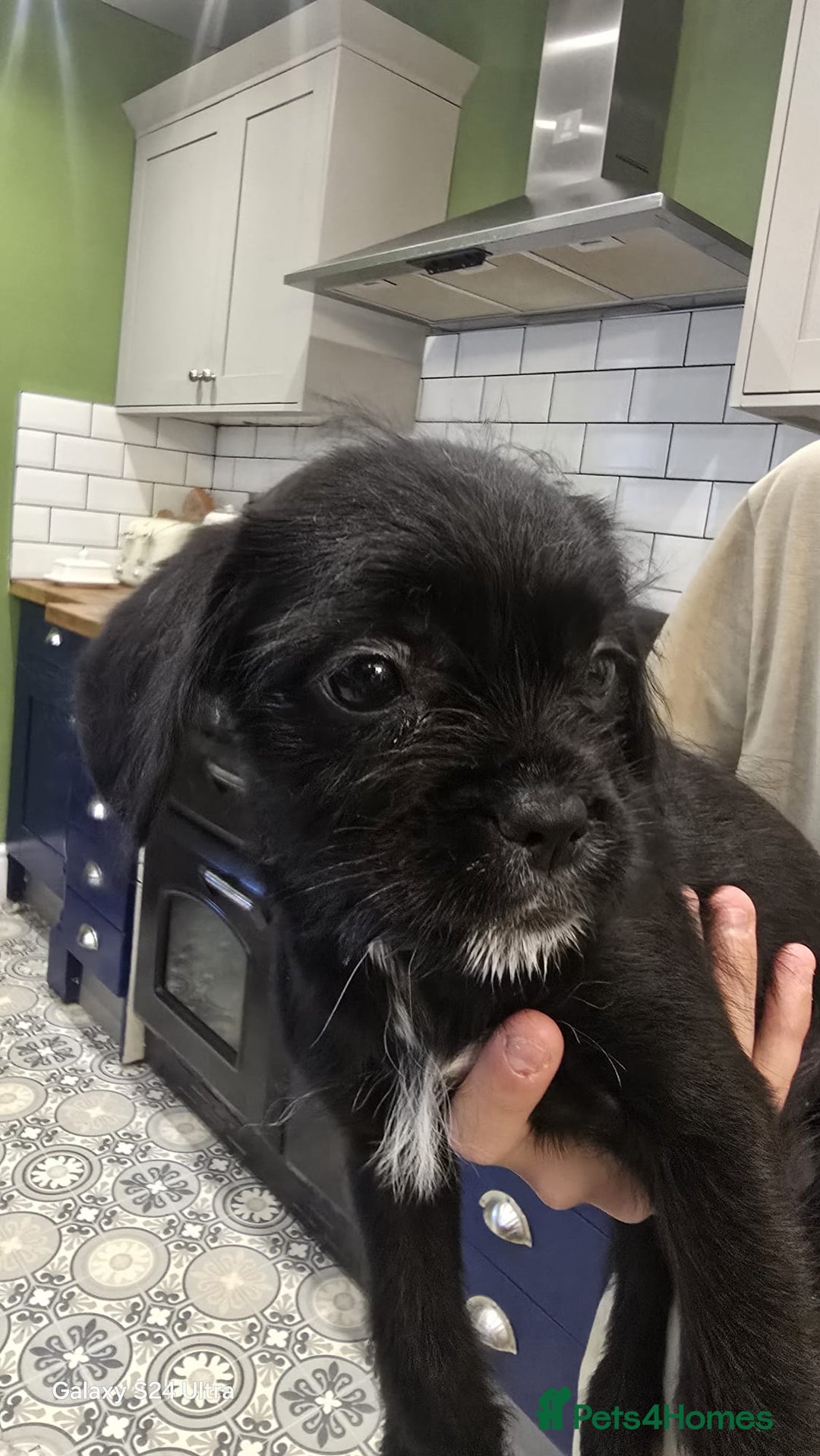 Mixed Breed dogs for sale: froodle french bulldog x poodle - Image 8