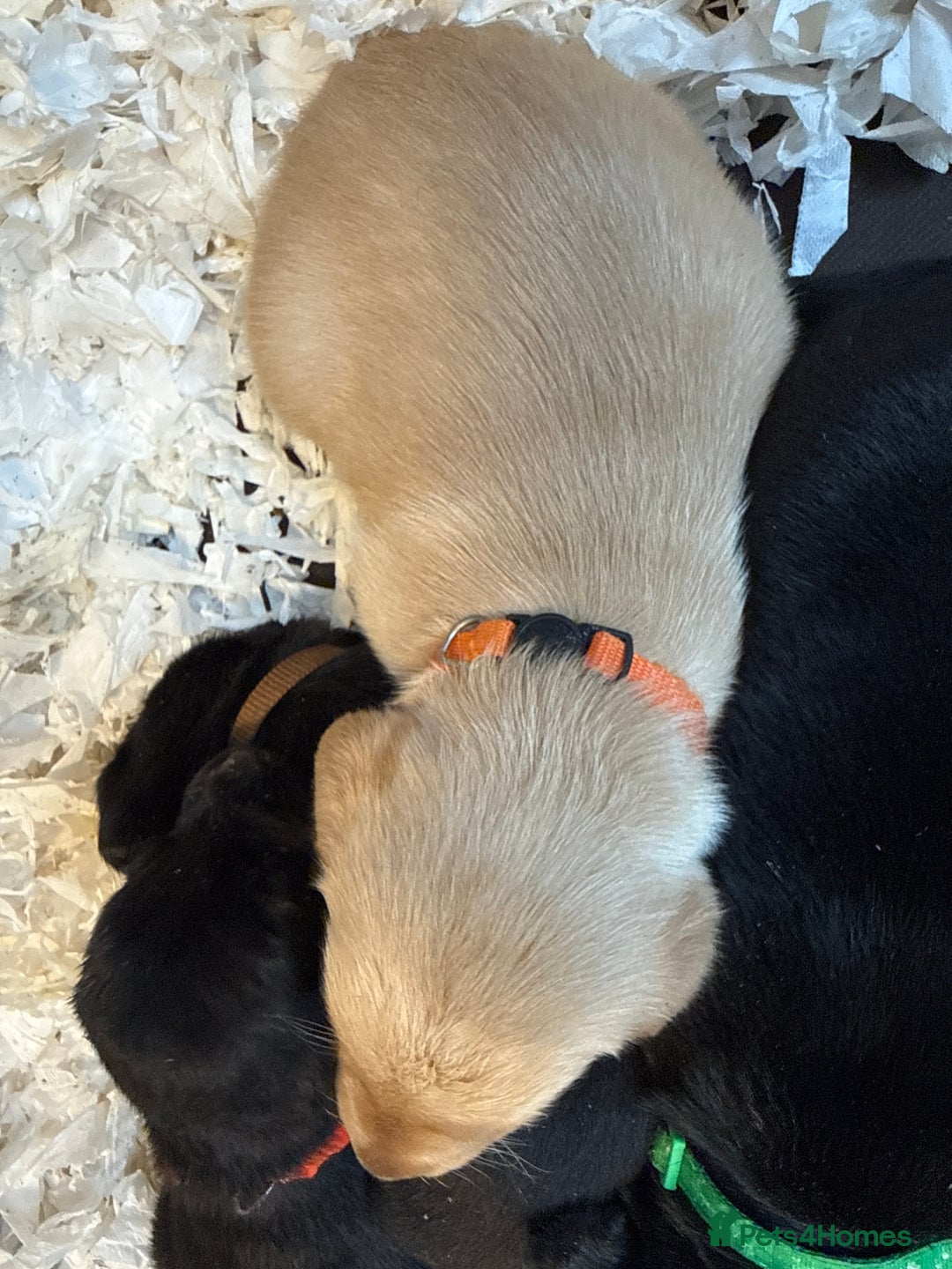 Labrador Retriever dogs for sale: LABRADOR PUPPIES FULL PEDIGREE K. C REG. - Advert 16