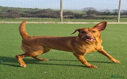 Labrador Retriever dogs for sale: KC Fox Red Labrador Pups *Ready for home 20/12/25* - Image 14