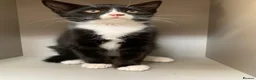 Mixed Breed cats for sale: Kittens  - Advert 3