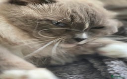 Ragdoll cats for sale: 5 year old ragdoll  - Advert 1