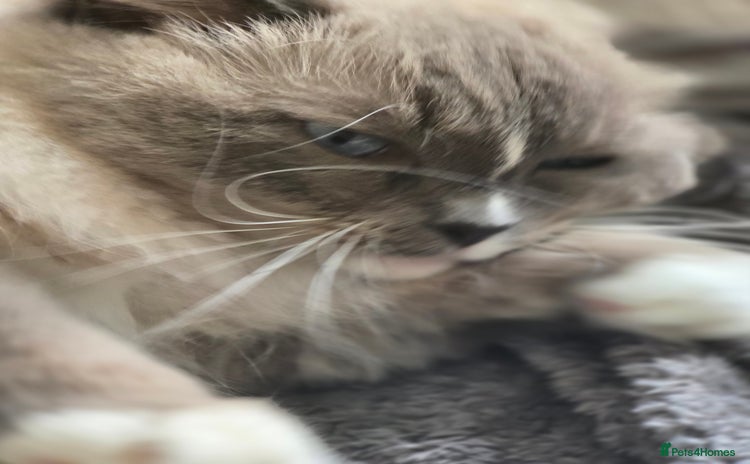 Ragdoll cats 5 year old ragdoll  - Advert 2