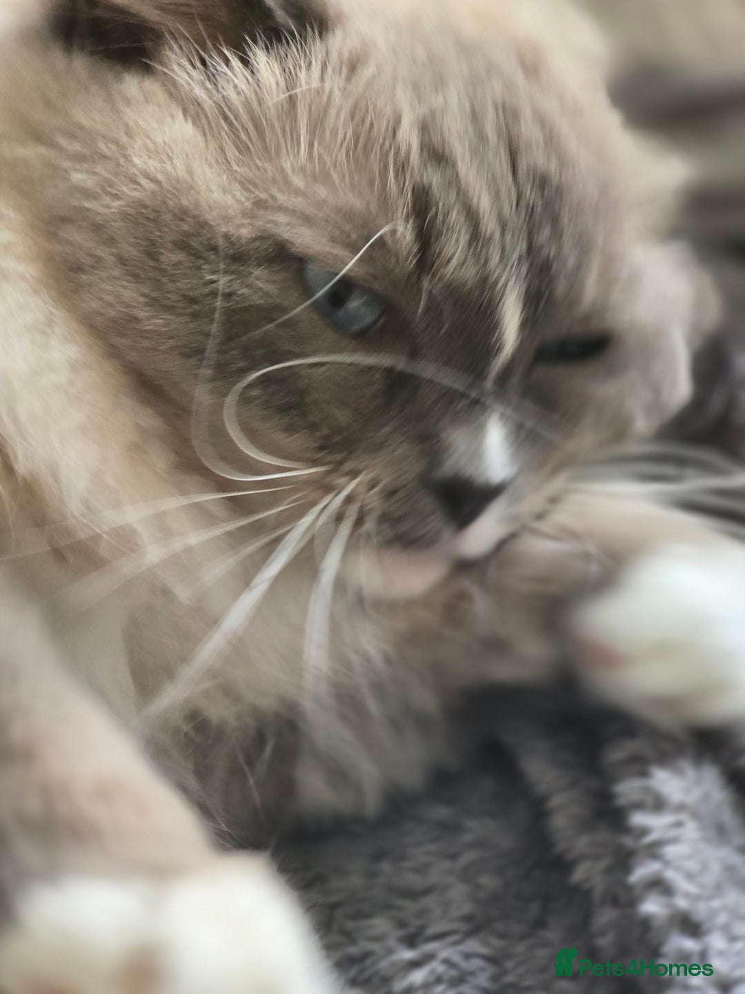 Ragdoll cats for sale: 5 year old ragdoll  - Advert 1