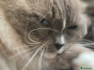 Ragdoll cats 5 year old ragdoll - Advert 2