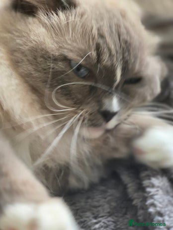 Ragdoll cats 5 year old ragdoll - Advert 2