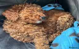 Cockapoo dogs for sale: Ready Now F1b Fox Red Curly Cuties - Image 13