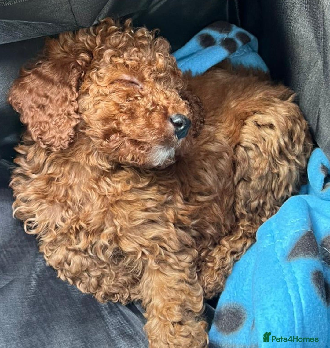 Cockapoo dogs for sale: Ready Now F1b Fox Red Curly Cuties - Image 13