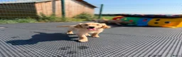 Golden Retriever dogs for sale: ⭐️ HEALTH TESTED GOLDEN RETRIEVER PUPPIES ⭐️  - Advert 5