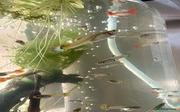 Live Bearers fish for sale: Selection of Guppies for Sale - Image 1