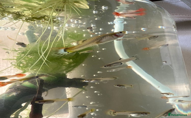 Live Bearers fish - Advert 1