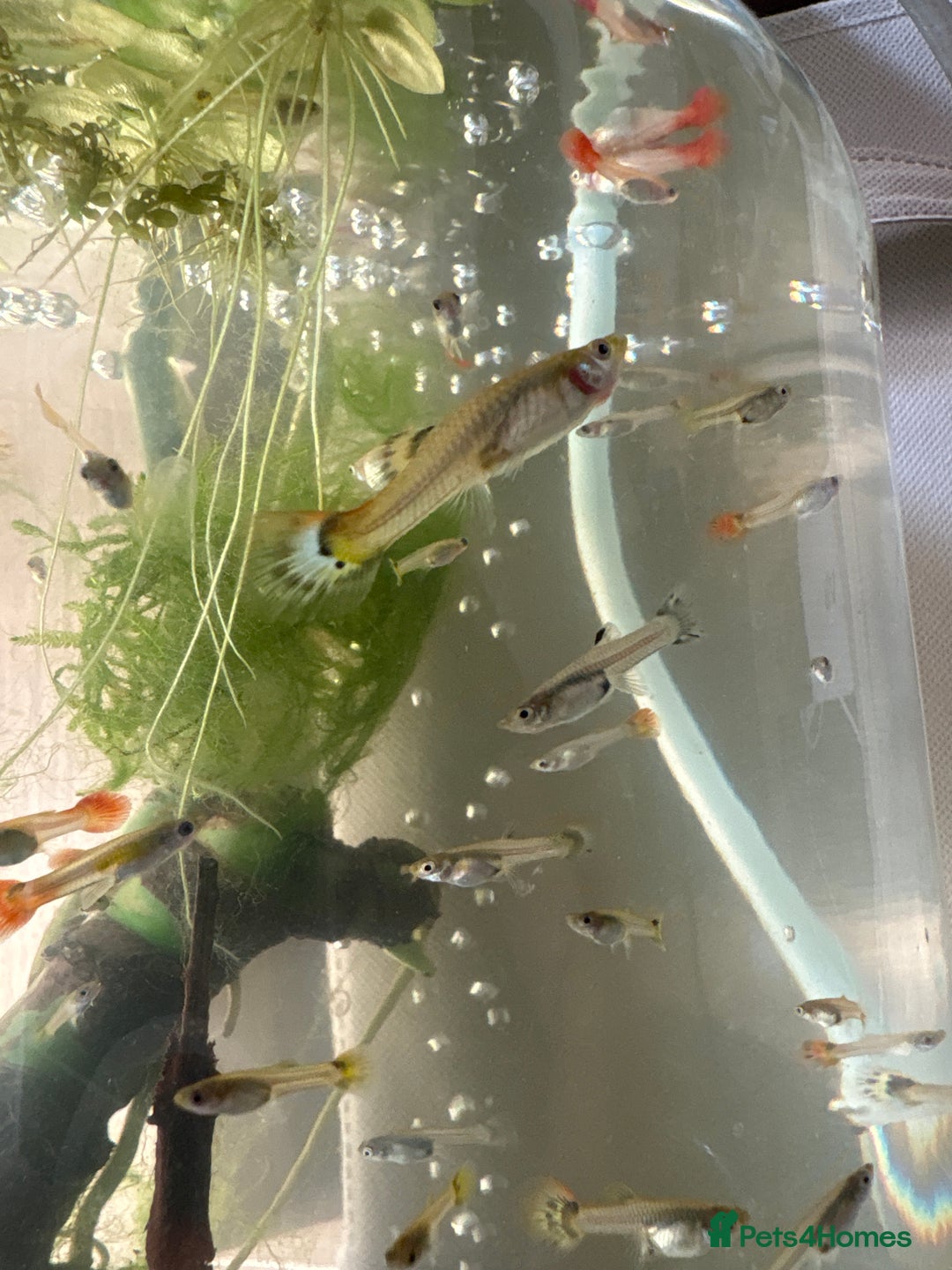 Live Bearers fish for sale: Selection of Guppies for Sale - Image 1