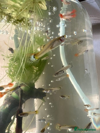 Live Bearers fish - Advert 1