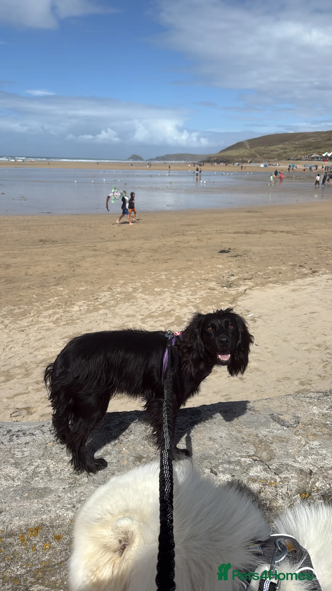 Cocker Spaniel dogs for sale:  Beautiful Working Cocker Spaniel bitch - Advert 5