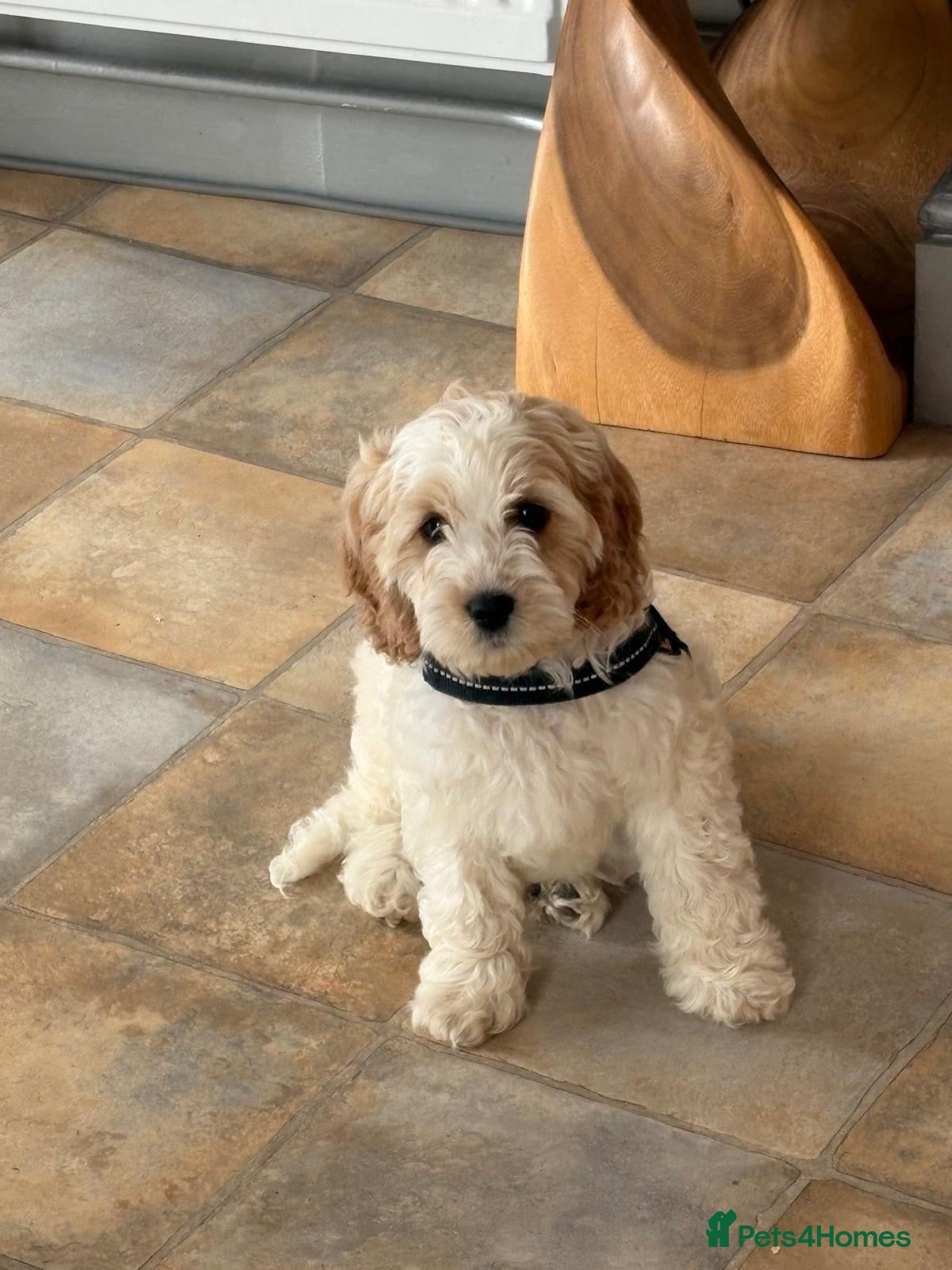 Mixed Breed dogs Adorable fluffball Cockalierpoo pups - Advert 1