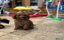 Mixed Breed dogs for sale: Toy poodle for sale! - Image 4