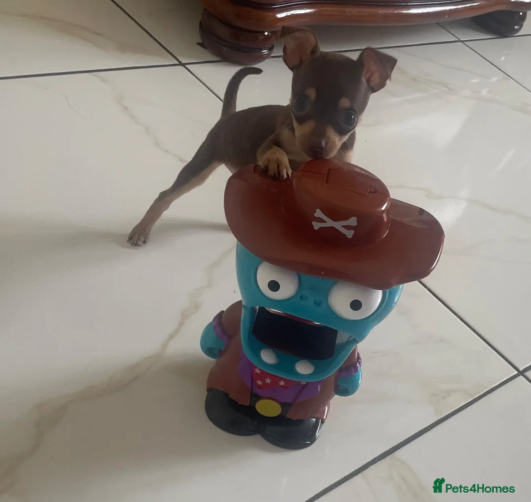 Russian Toy Terrier dogs for sale: Russian toy terrier  - Advert 2