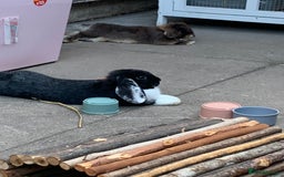Mini Lop rabbits for sale: 3 buns for sale - Image 2