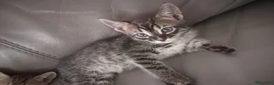 Bengal 2