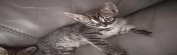 Bengal cats for sale: Bengal Kittens  - Advert 12