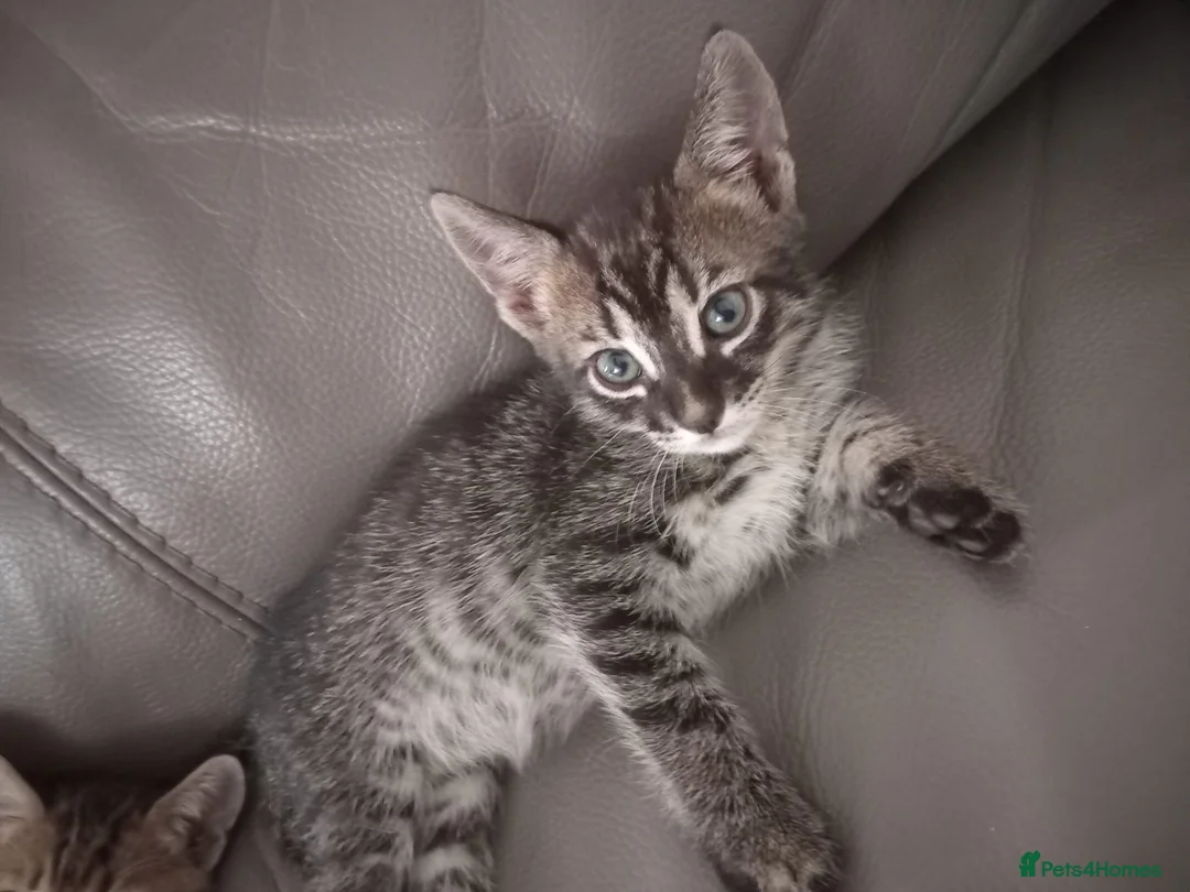 Bengal cats for sale: Bengal Kittens  - Advert 12