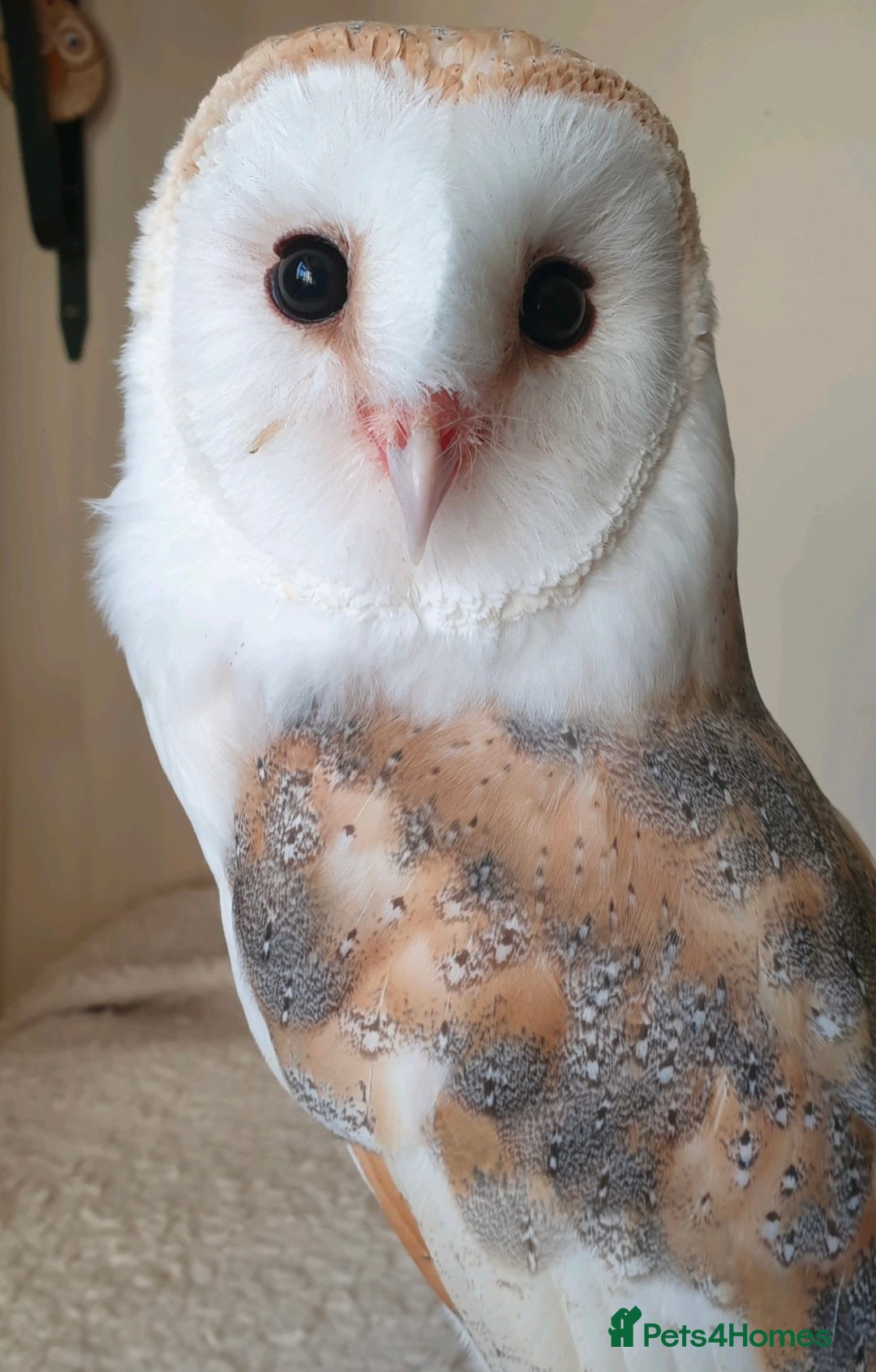 Mixed Breed birds for sale: Barn Owl and Indian Eagle Owl for Rehoming - Image 1