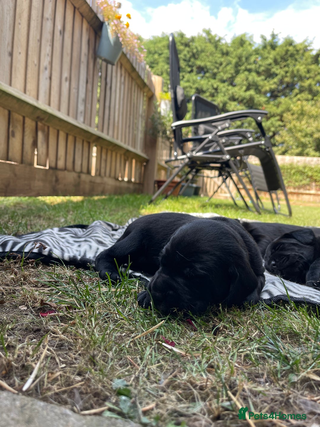 Mixed Breed dogs for sale: river - Image 11