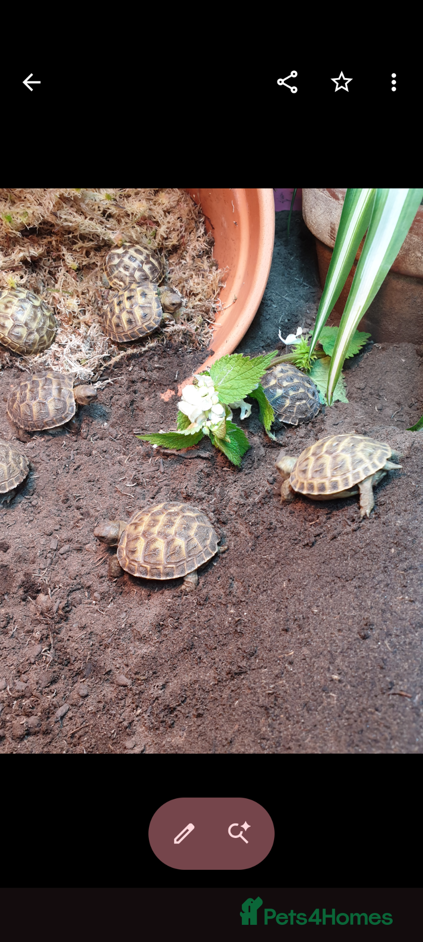 Tortoise reptiles Baby Horsfield tortoises  - Advert 1