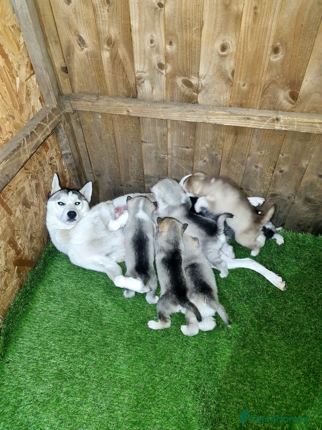 Siberian Husky dogs for sale: 6 siberian husky  - Advert 14