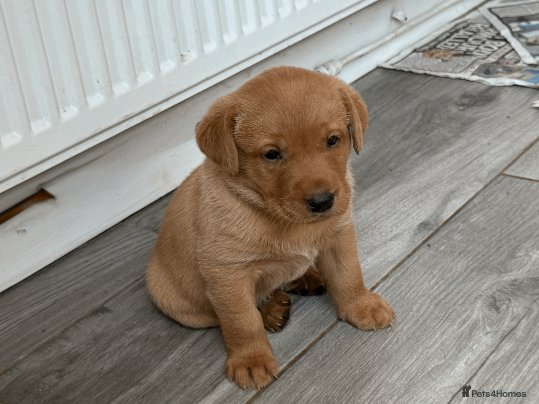 Labrador Retriever dogs for sale: Fox-red boys, pedigree, fully health-tested in Buxton - Image 11