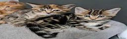Mixed Breed cats for sale: Tabby x Maincoon kittens in Northampton - Advert 5