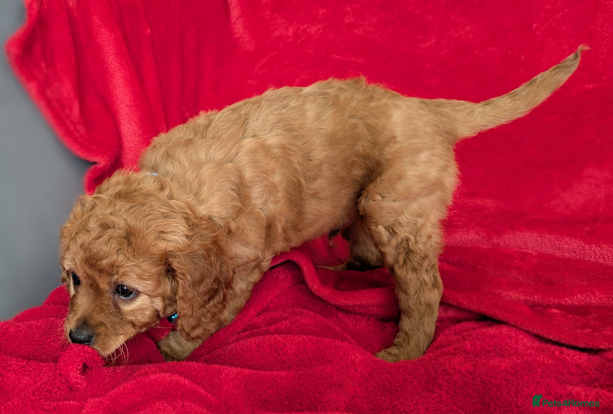 Cavapoo dogs ONLY ONE BOY PUPPY LEFT, price open to negotiation - Advert 2