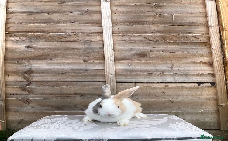Mini Lop rabbits - Advert 1
