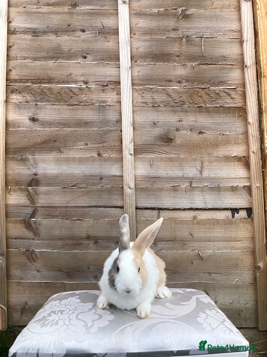 Mini Lop rabbits for sale: Rex mini lop - Image 1