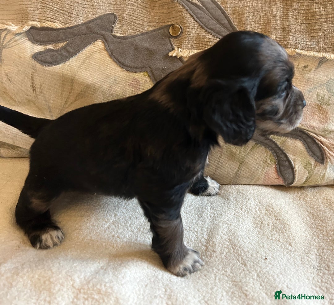 Cocker Spaniel dogs for sale: STUNNING WORKING COCKER SPANIEL PUPS - Advert 28