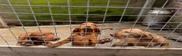 Hungarian Vizsla dogs for sale: Wire haired HungarianVizsla Puppies - Advert 6